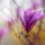 优发国际老虎机:畅享刺激游戏体验的最佳选择 4rod61