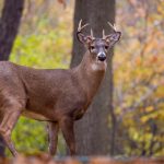 游艇会yth206官网:畅享海上生活的理想平台与服务 82jyi9