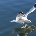 游艇会206:奢华生活的象征与海上休闲的理想选择 t3ne1n